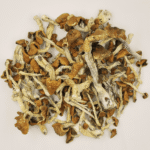 Ecuador Psilocybe Cubensis