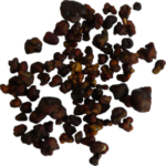 Magic Truffles Tampanensis