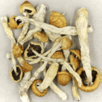 Blue Meanies (Panaeolus Cyanescens)
