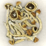 Texas Yellow Cap