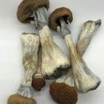 Golden Teacher