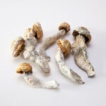 Penis Envy Cubensis